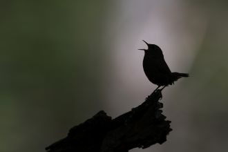 Troglo chant